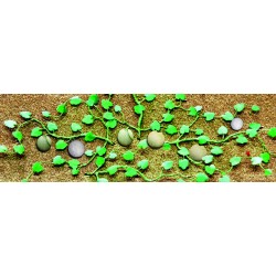 žluté melouny - 6 úplných rostlin včetně natě a plodů, cca 4.5 cm, 6 ks