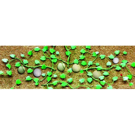 žluté melouny - 6 úplných rostlin včetně natě a plodů, cca 4.5 cm, 6 ks