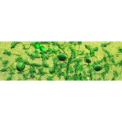 melouny - 6 úplných rostlin včetně natě a plodů, cca 4.5 cm, 6 ks