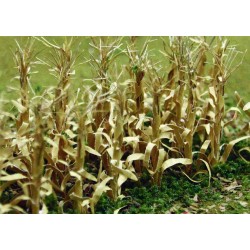 kukuřice suchá, výška 2.5 cm, 30 ks
