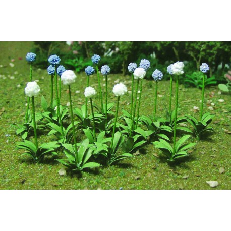 česnek velkokvětý, výška 1.3 cm, 30 ks